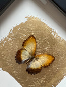 Fotolijst met oranje/bruine vlinder en bladgoud – zwart hout – 25x25 cm