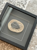 Fotolijst met fossiel zeediertje – zwart hout – 25x25 cm