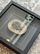 Fotolijst met fossiel zeediertje – zwart hout – 25x25 cm