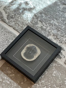 Fotolijst met fossiel zeediertje – zwart hout – 25x25 cm