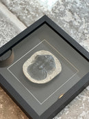 Fotolijst met fossiel zeediertje – zwart hout – 25x25 cm