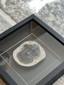 Fotolijst met fossiel zeediertje – zwart hout – 25x25 cm