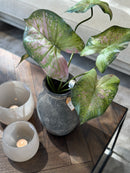 Kunsttak Alocasia met groen en roze details 53 cm