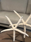 Witte zeester op statief - 32x24 cm