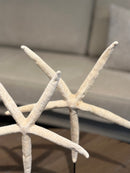 Witte zeester op statief - 32x24 cm