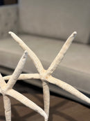 Witte zeester op statief - 32x24 cm