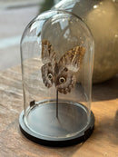 Vlinderstolp met bruine uilenoog vlinder - 23x16 cm