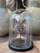 Vlinderstolp met bruine uilenoog vlinder - 23x16 cm