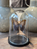 Vlinderstolp met bruine uilenoog vlinder - 23x16 cm