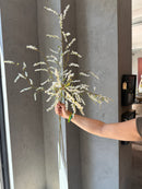 Kunsttak Bruidsbloem met kleine witte bloemetjes - 110 cm