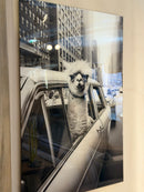 Schilderij op glas - Alpaca in Taxi - B60 x H90 cm