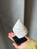 Witte puntschelp