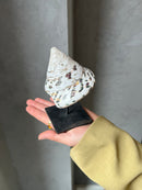 Witte puntschelp op statief