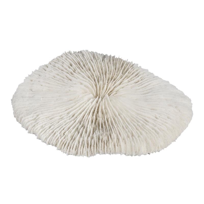 Wit koraal ornament - 15x14x3 cm