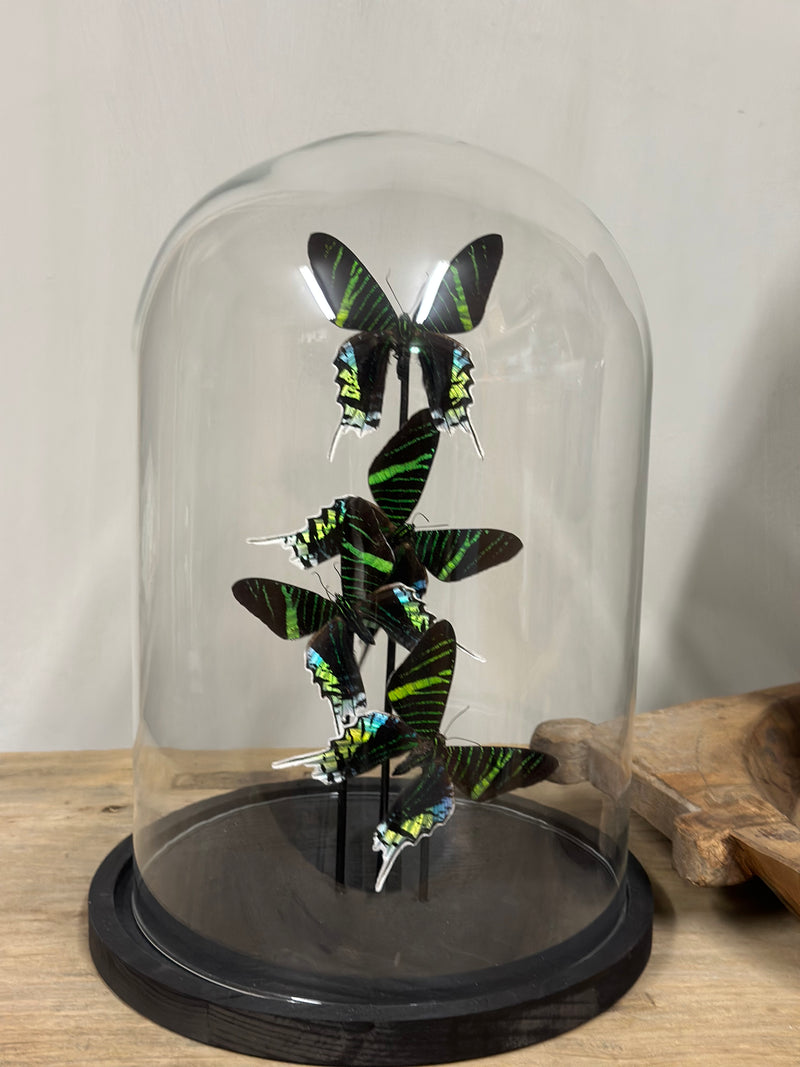 Stolp met 4 vlinders - zwart/groen kleurig